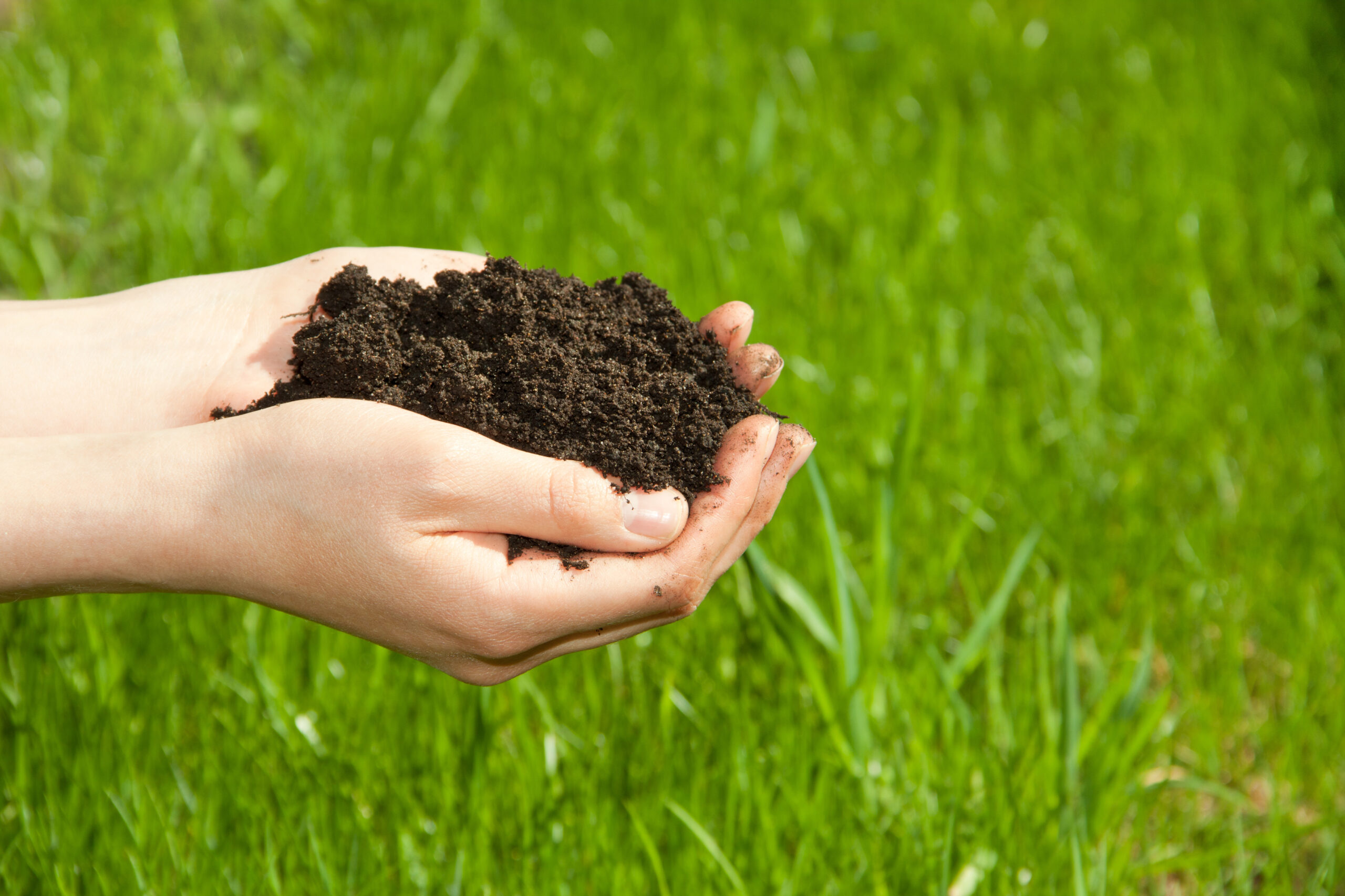 hands with black soil