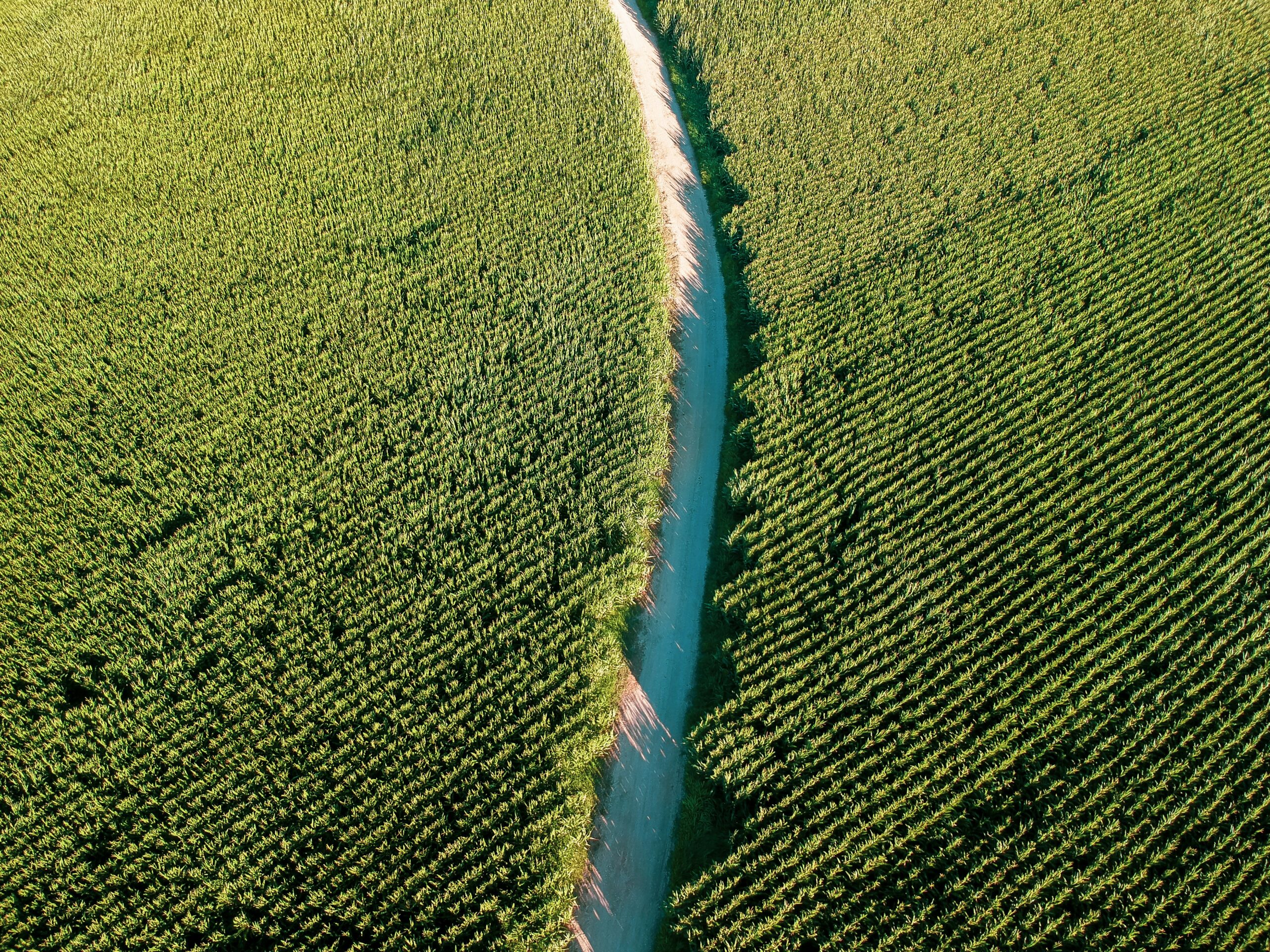 ricardo-resende-sfu_lPr5FfA-unsplash champ drainage agricole